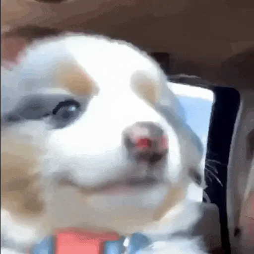 Perros Reacciones🐕🦴