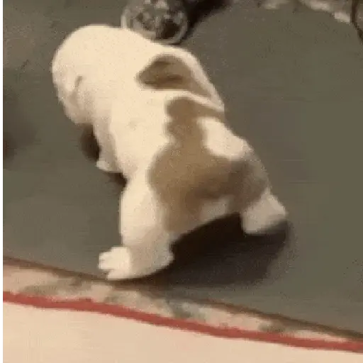 Perros Reacciones🐕🦴