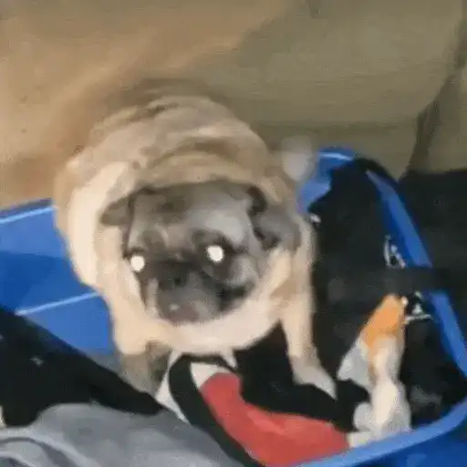 Perros Reacciones🐕🦴