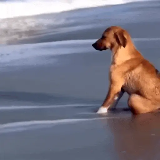 Perros Reacciones🐕🦴