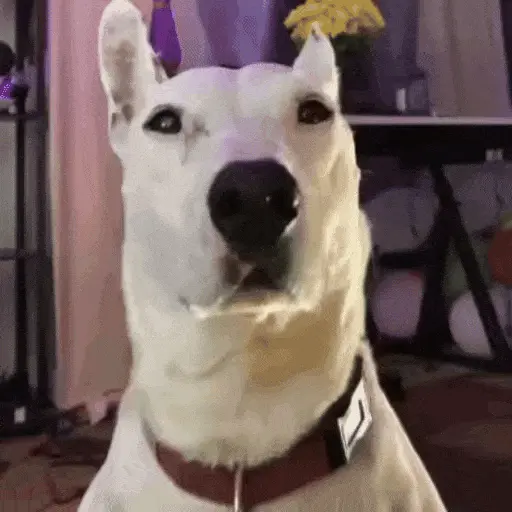 Perros Reacciones🐕🦴