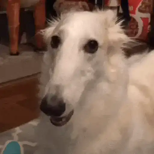 Perros Reacciones🐕🦴