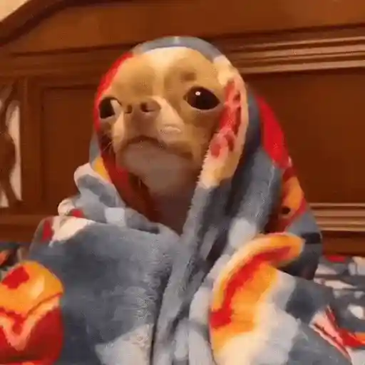 Perros Reacciones🐕🦴