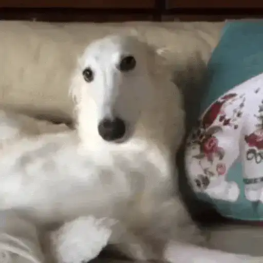 Perros Reacciones🐕🦴