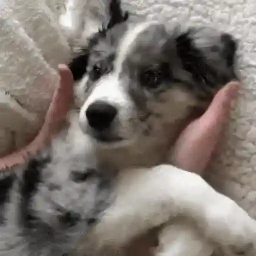 Perros Reacciones🐕🦴 preview