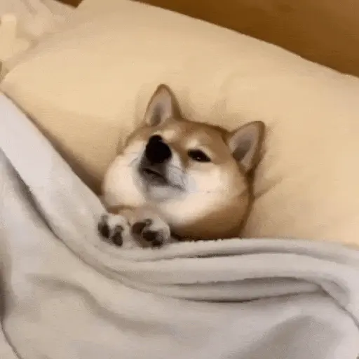 Perros Reacciones🐕🦴
