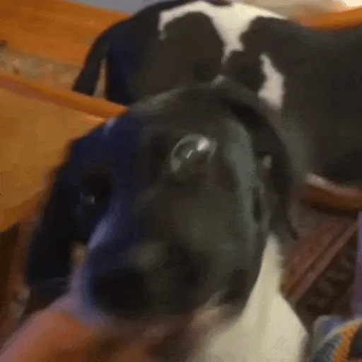 Perros Reacciones🐕🦴 preview