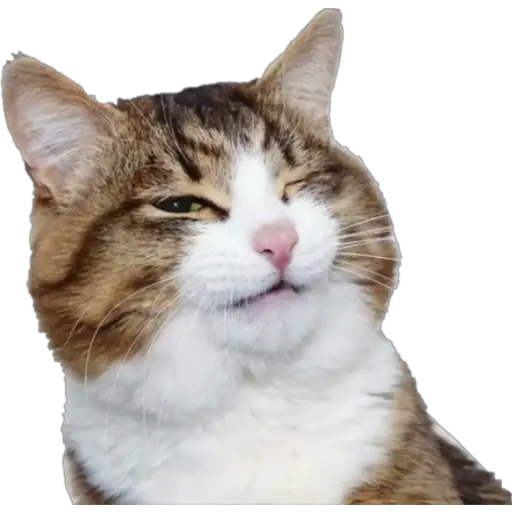 Erizos y Gatos 