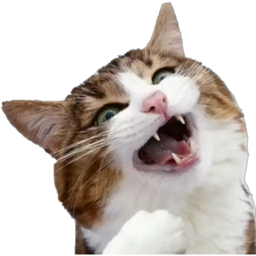 Erizos y Gatos 