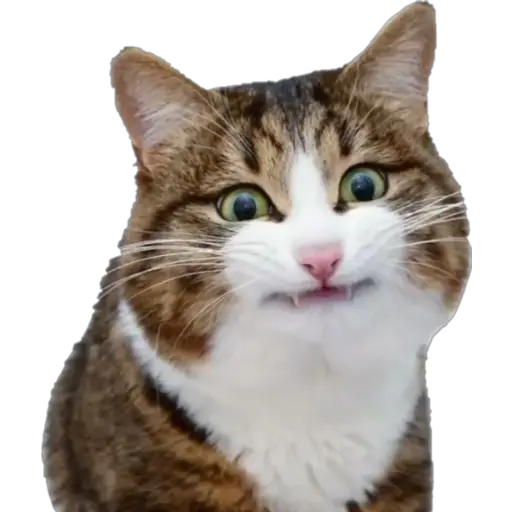 Erizos y Gatos 