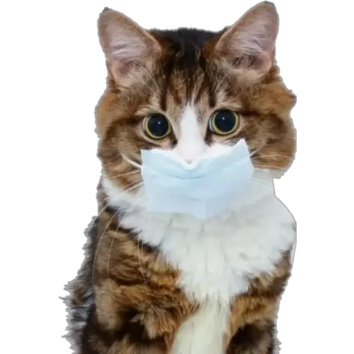 Erizos y Gatos 