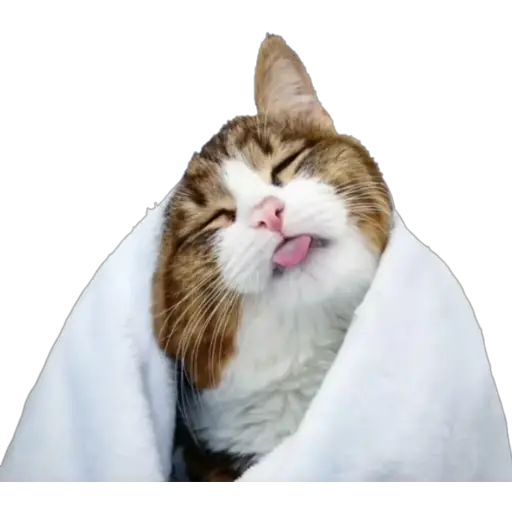 Erizos y Gatos 