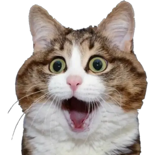 Erizos y Gatos 