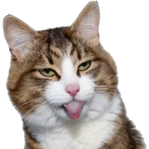 Erizos y Gatos 