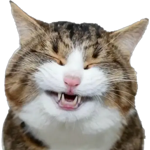 Erizos y Gatos 