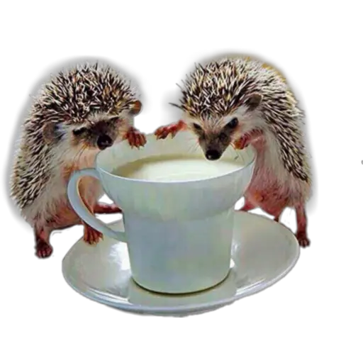 Erizos y Gatos 
