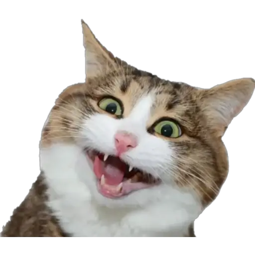 Erizos y Gatos 