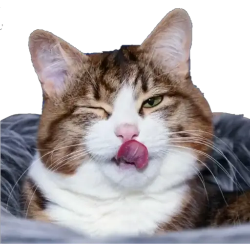 Erizos y Gatos 