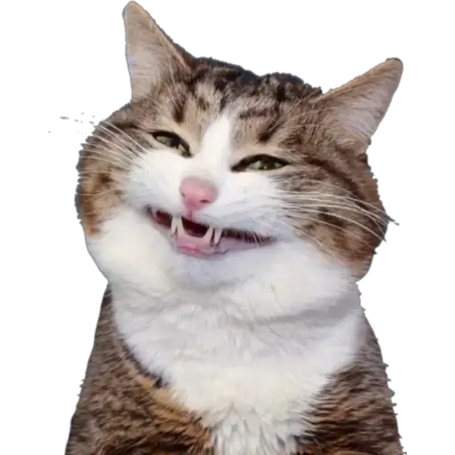 Erizos y Gatos 