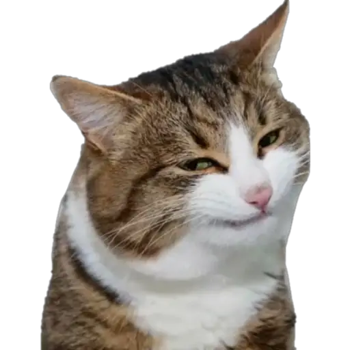 Erizos y Gatos 