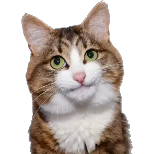 Erizos y Gatos  preview