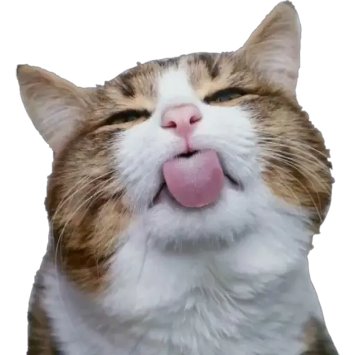 Erizos y Gatos 