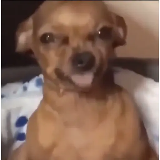 perro chihuahua gracioso preview
