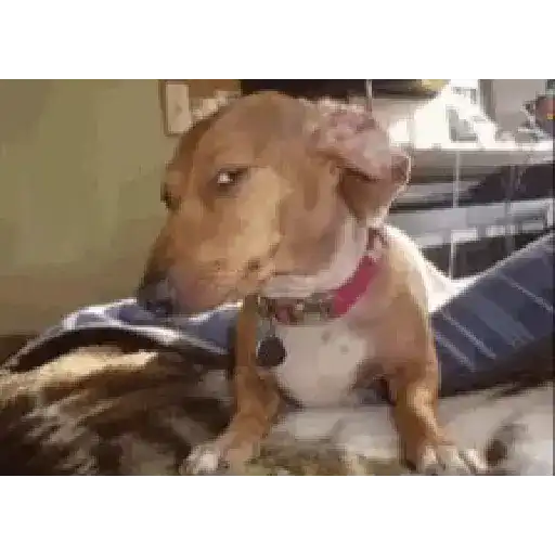 perro chihuahua gracioso