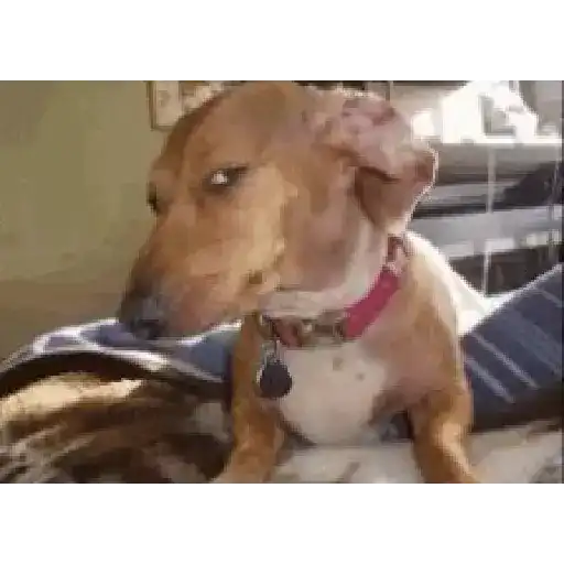 perro chihuahua gracioso preview