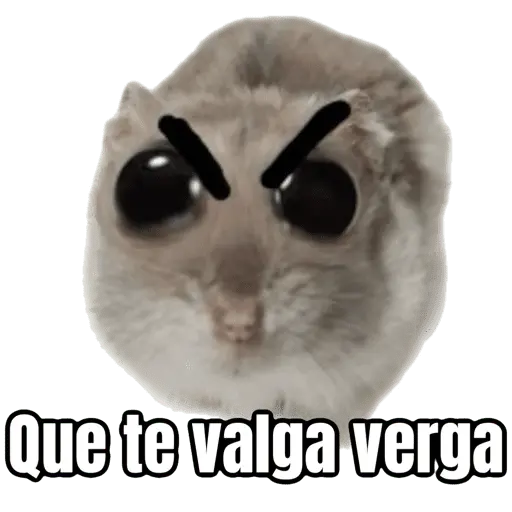 Ratita triste - Memes 🥲🤣