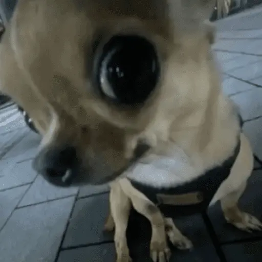 Memes cachorros