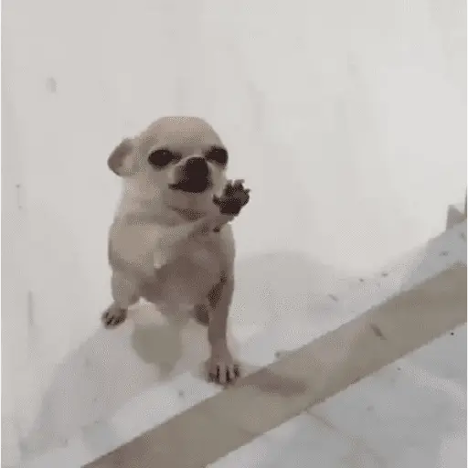 Memes cachorros