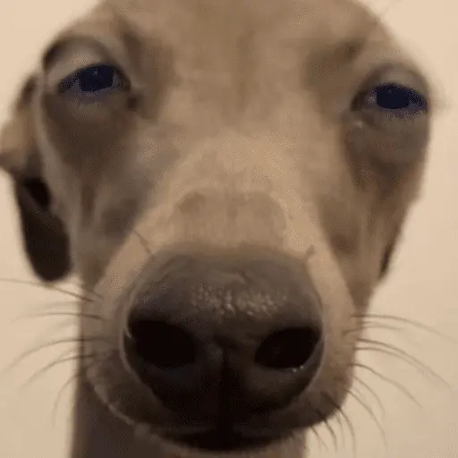 Memes cachorros