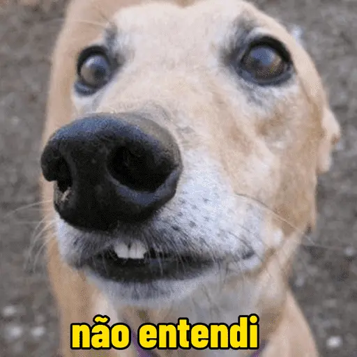 Memes cachorros