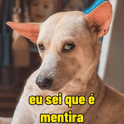 Memes cachorros