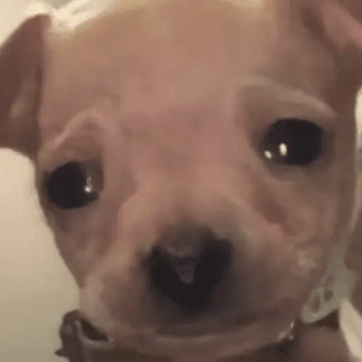 Memes cachorros