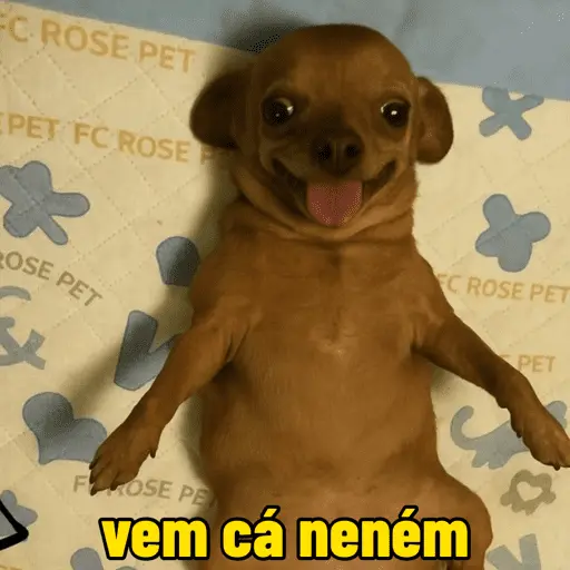 Memes cachorros