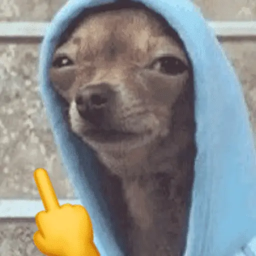 Memes cachorros