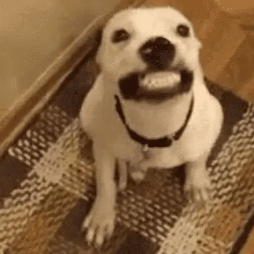 Memes cachorros