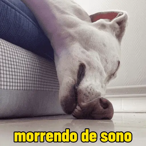 Memes cachorros