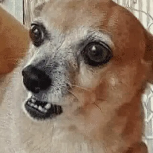 Memes cachorros