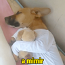 Memes cachorros