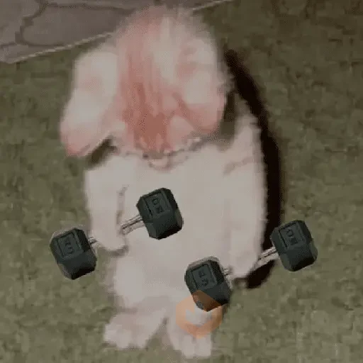 Gym memes 🏋🏻‍♀ sticker 11