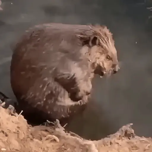 Animales divertidos 🐾