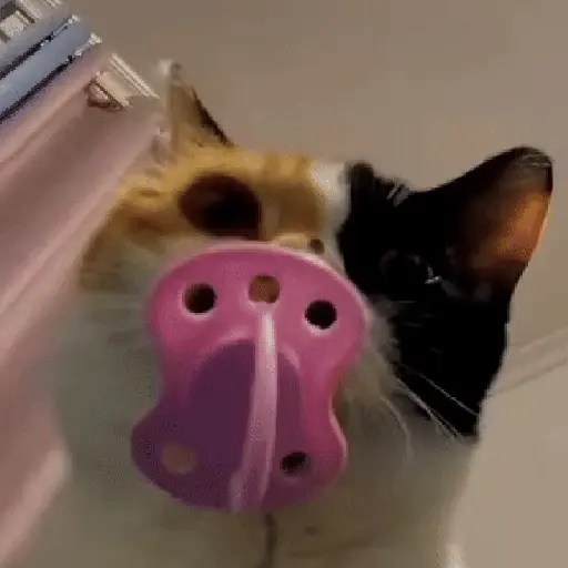 Animales divertidos 🐾