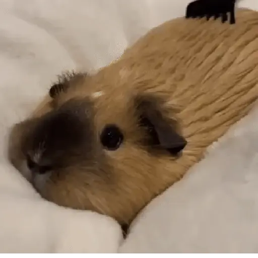 Animales divertidos 🐾