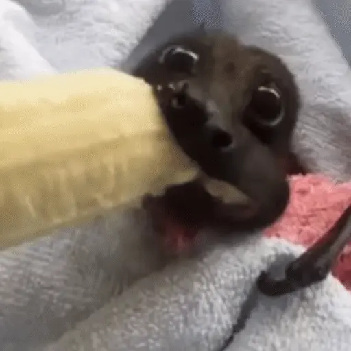 Animales divertidos 🐾
