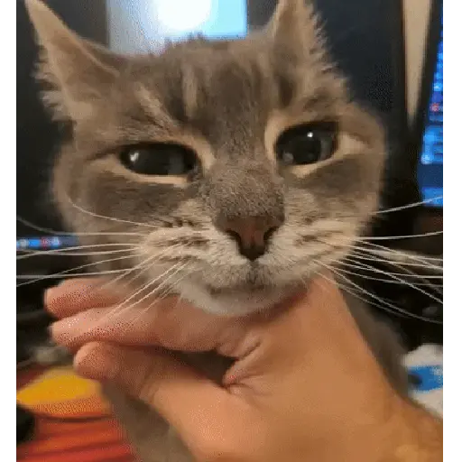 Animales divertidos 🐾