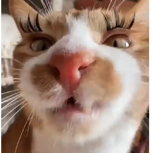 Animales divertidos 🐾