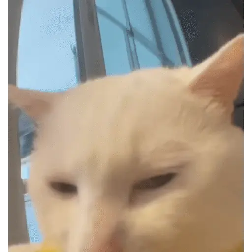 Animales divertidos 🐾